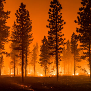 Fire burning in a forest of trees