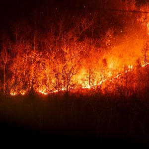 Photograph of wildfire in a forest with trees